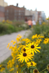 High Line Park, NY