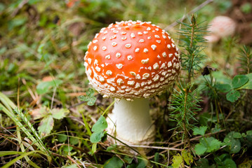 amanita