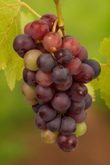 Weintrauben