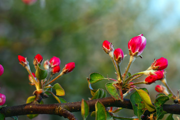 Obraz premium Apple flowers
