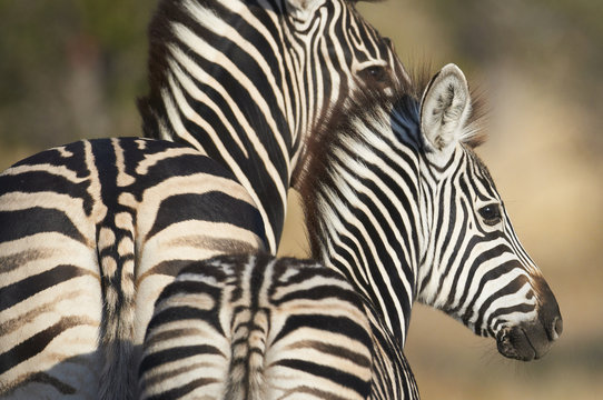 Fototapeta Adult and young zebra