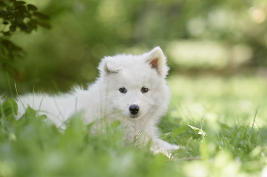 Portrait of a samoyed dog puppy
