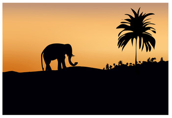 Fototapeta premium dark silhouette of elephant and trees at sunset