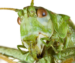 Cricket Head