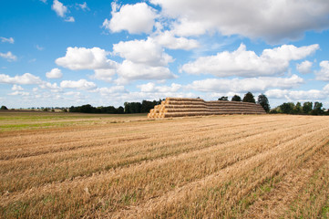 agriculture landscape