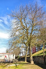 Obraz premium Trees without leaves on blue sky with clouds
