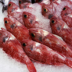 Fish red
