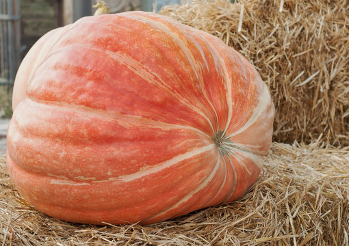 grande zucca