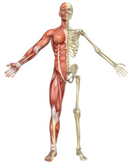 Male Muscular Skeleton Split Front View