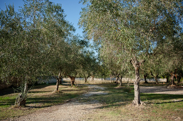 Obraz na płótnie Canvas olive trees