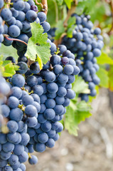 Bunches of Cabernet Sauvignon Red Wine Grapes on the Vine - obrazy, fototapety, plakaty