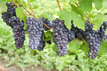 Italian Nebbiolo Red Wine Grapes on the Vine