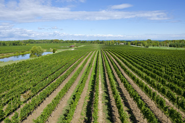 Fototapeta na wymiar Vineyard in the Niagara Wine Region Canada