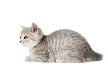 Obraz premium Kitten Scottish Straigh isolated on white