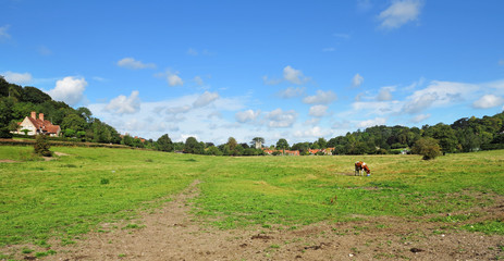 Grazing cow in an English Meadow