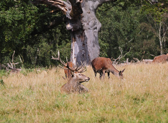 Red Deer in an English Park