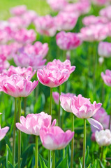 Garden with tulip flowers in summer