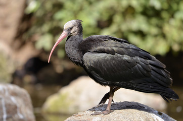 Young Northern Bald Ibis (Geronticus eremita) seen from profile