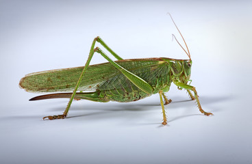 Green grasshopper over white background