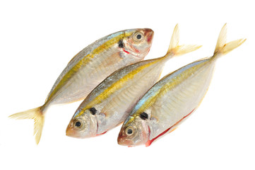 Fish Ready For Cooking