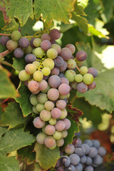 Wine grapes growing on the vine