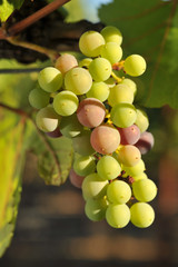 Wine grapes growing on the vine