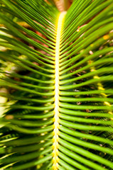 Sago palm leaves close up