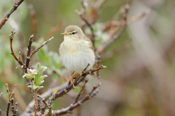 Zilpzalp, Common chiffchaff, Phylloscopus collybita