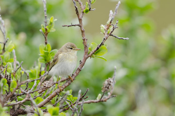 Zilpzalp, Common chiffchaff, Phylloscopus collybita