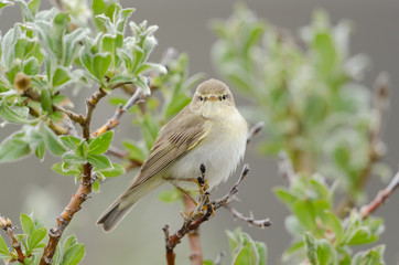 Zilpzalp, Common chiffchaff, Phylloscopus collybita