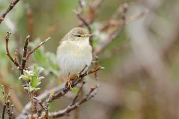 Zilpzalp, Common chiffchaff, Phylloscopus collybita