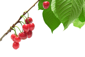 sweet cherries isolated on white background