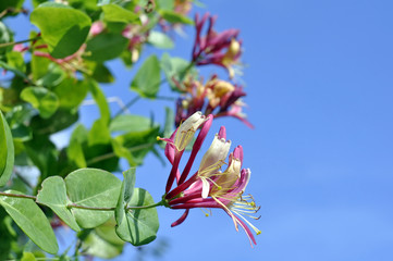 Honeysuckle Flowers