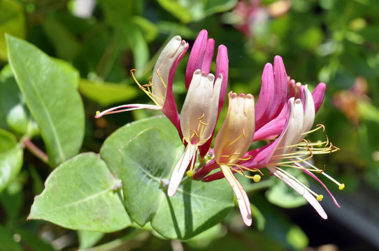 Honeysuckle Flower