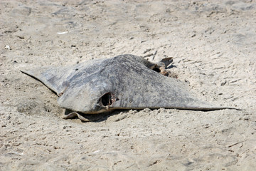 dead ray on beach