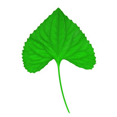 green leaf on white background