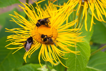 Three bumblebees pollinate one yellow flower