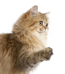 Fototapeta na wymiar British Longhair cat, 4 months old