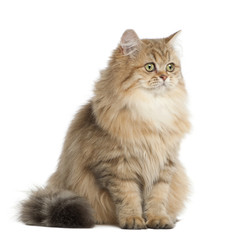 British Longhair cat, 4 months old