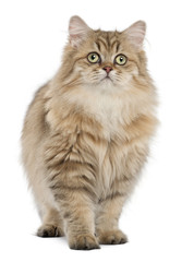 British Longhair cat, 4 months old