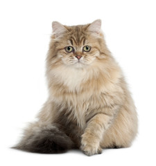 British Longhair cat, 4 months old