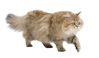British Longhair cat, 4 months old