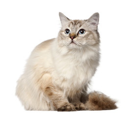 Ragdoll, 10 months old, sitting against white background