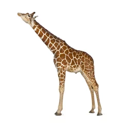 Papier Peint photo Lavable Girafe Girafe de Somalie, communément appelée girafe réticulée