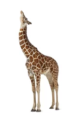 Foto op Canvas Somalische giraf, algemeen bekend als netgiraf © Eric Isselée
