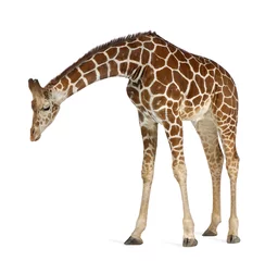 Stickers pour porte Girafe Girafe de Somalie, communément appelée girafe réticulée