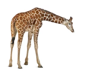 Photo sur Aluminium Girafe Girafe de Somalie, communément appelée girafe réticulée