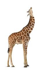 Poster Somalische Giraffe, allgemein bekannt als Netzgiraffe © Eric Isselée