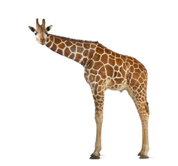 Naklejka premium Somali Giraffe, commonly known as Reticulated Giraffe