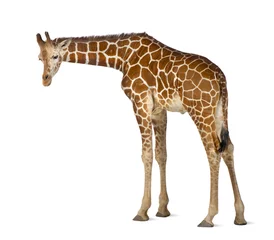 Papier Peint photo Girafe Girafe de Somalie, communément appelée girafe réticulée